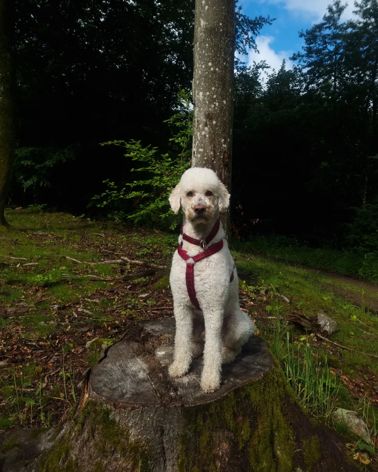 Ipa hund pudel 